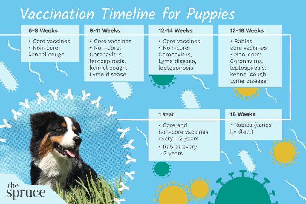 What Vaccinations Do Puppies Need?