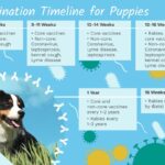 What Vaccinations Do Puppies Need?