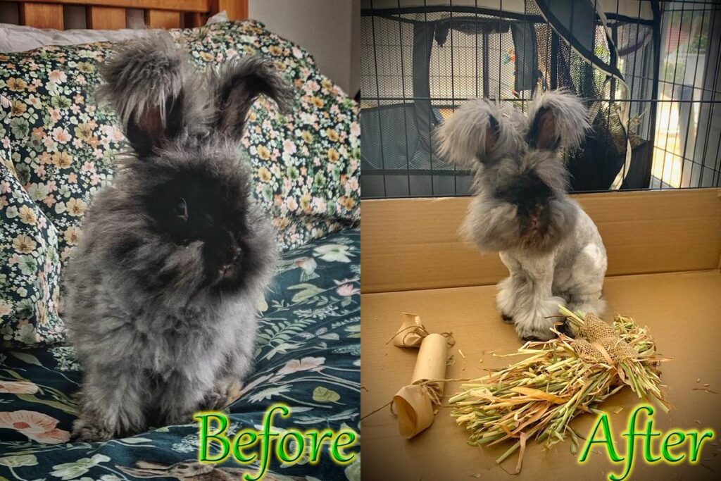 ﻿How Often Should I Groom My Rabbit?