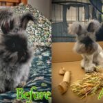 ﻿How Often Should I Groom My Rabbit?