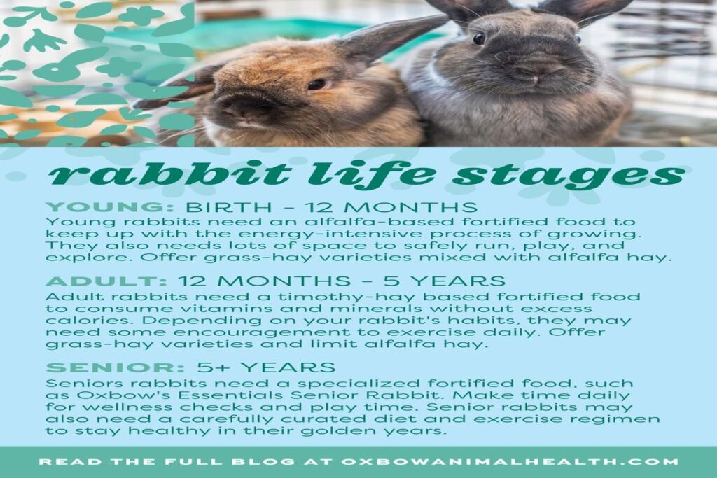 What Is The Average Lifespan Of A Rabbit?