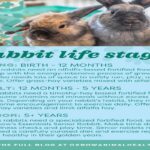 What Is The Average Lifespan Of A Rabbit?