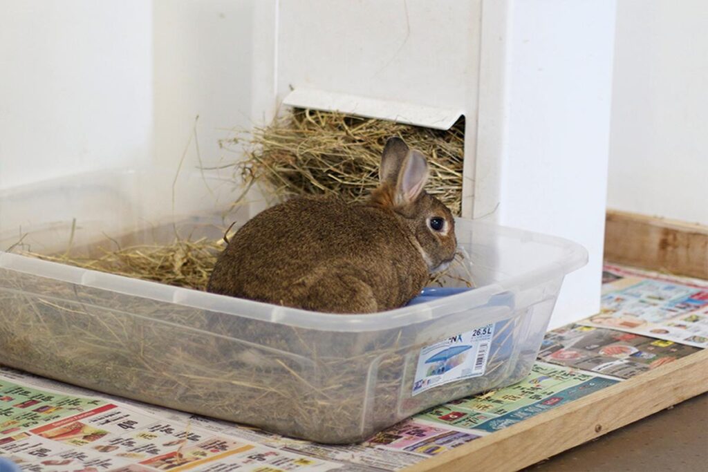 Can Rabbits Be Litter Trained?