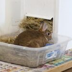 Can Rabbits Be Litter Trained?