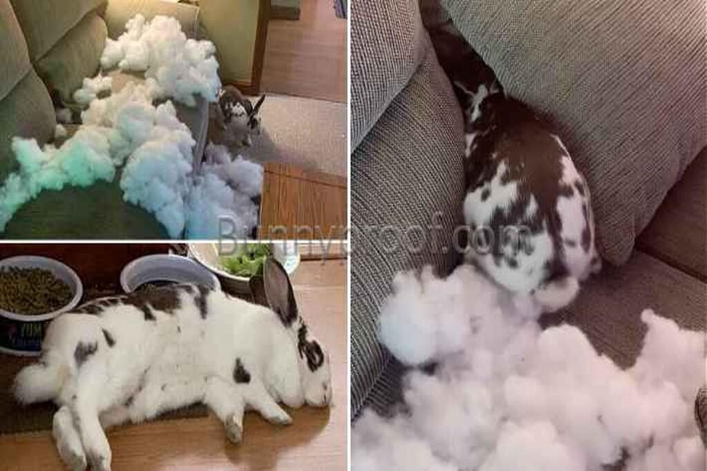 How To Stop A Rabbit From Chewing On Furniture?