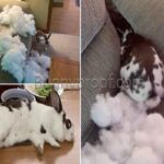 How To Stop A Rabbit From Chewing On Furniture?