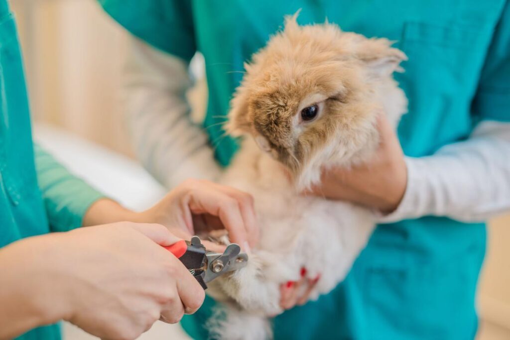 How To Trim Rabbit Nails Safely?