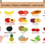 What Fruits Can Rabbits Eat?