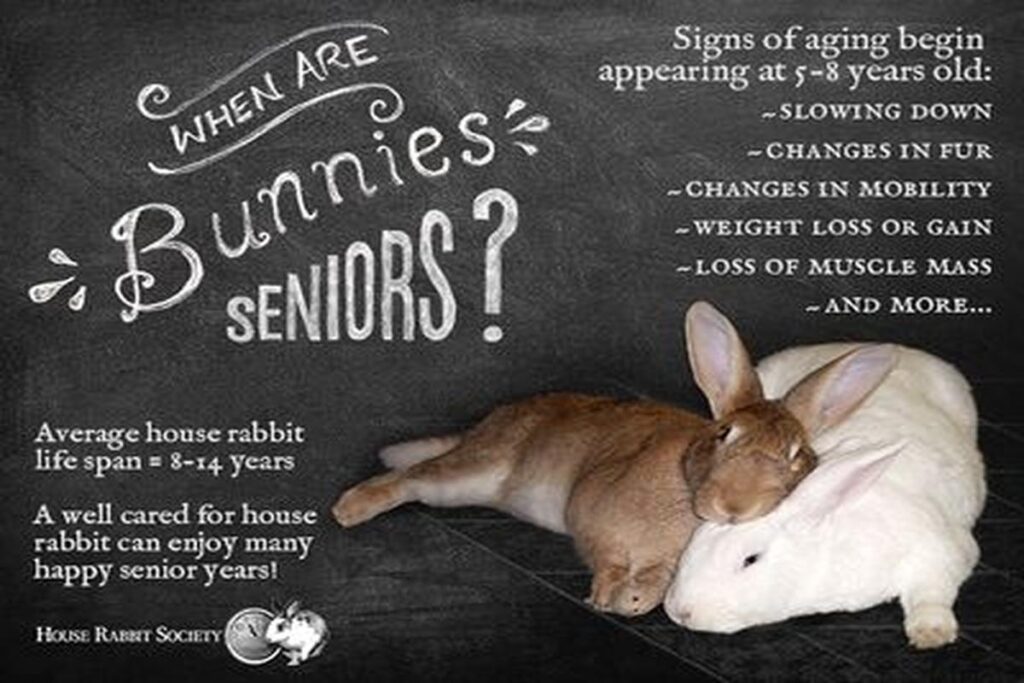 How To Care For An Elderly Rabbit?