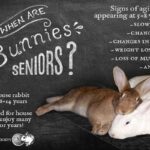 How To Care For An Elderly Rabbit?