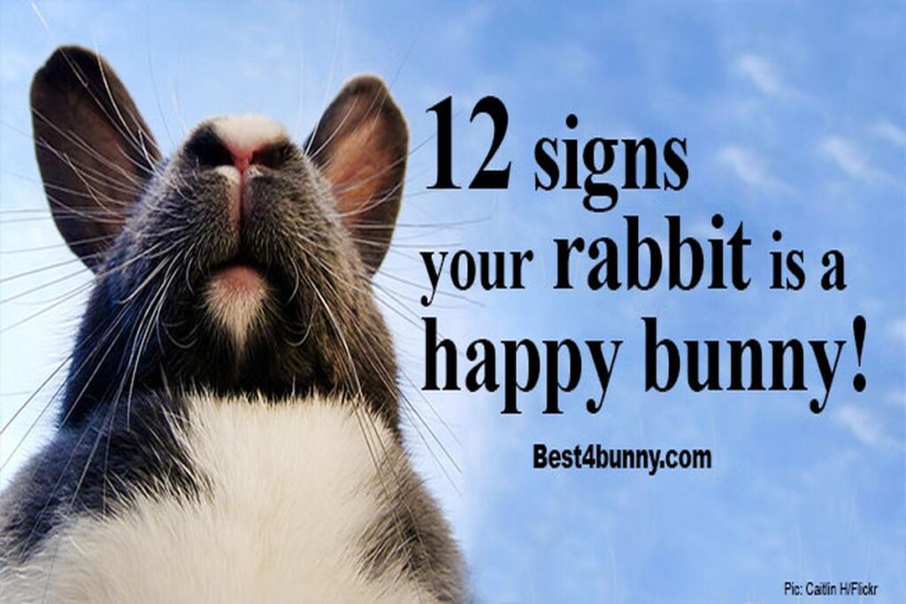 How To Tell If A Rabbit Is Happy?