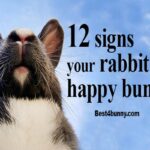 How To Tell If A Rabbit Is Happy?