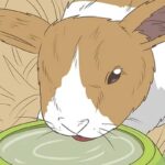 How To Care For A Pregnant Rabbit?