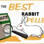 What Is The Best Rabbit Food?