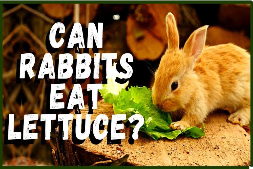 Can Rabbits Eat Lettuce?