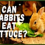 Can Rabbits Eat Lettuce?