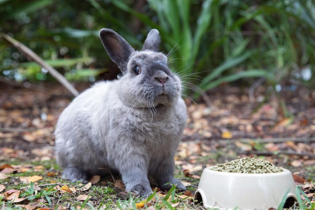 What To Do If A Rabbit Stops Eating?