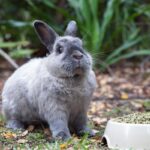 What To Do If A Rabbit Stops Eating?