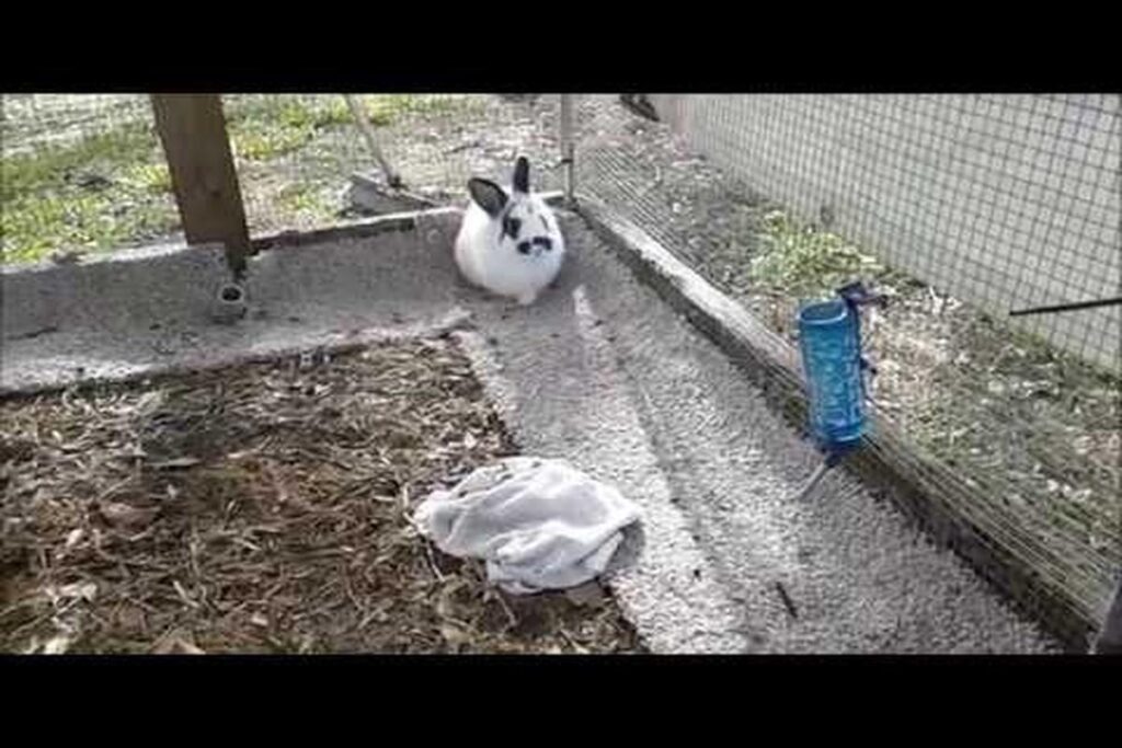 How To Stop A Rabbit From Digging?