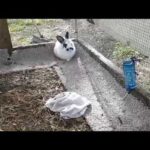 How To Stop A Rabbit From Digging?