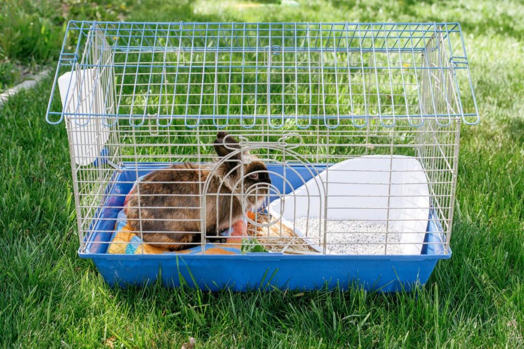 How To Clean A Rabbit Cage?