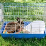 How To Clean A Rabbit Cage?