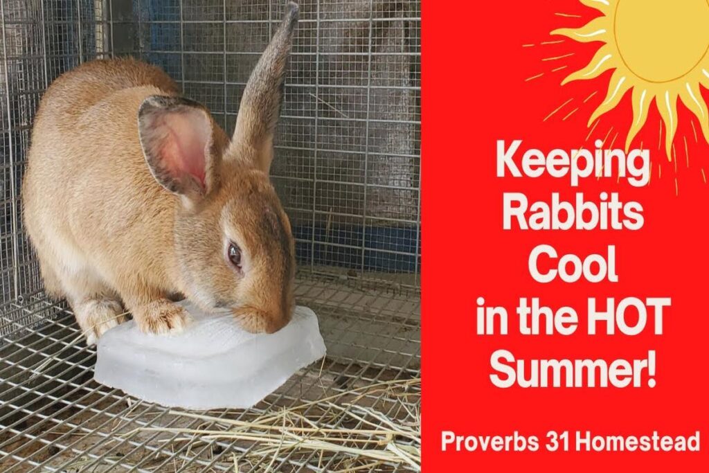 How To Keep A Rabbit Cool In Summer?