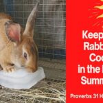 How To Keep A Rabbit Cool In Summer?