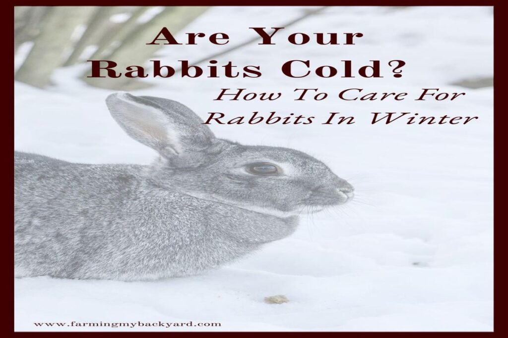 How To Care For A Rabbit In Winter?