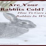 How To Care For A Rabbit In Winter?