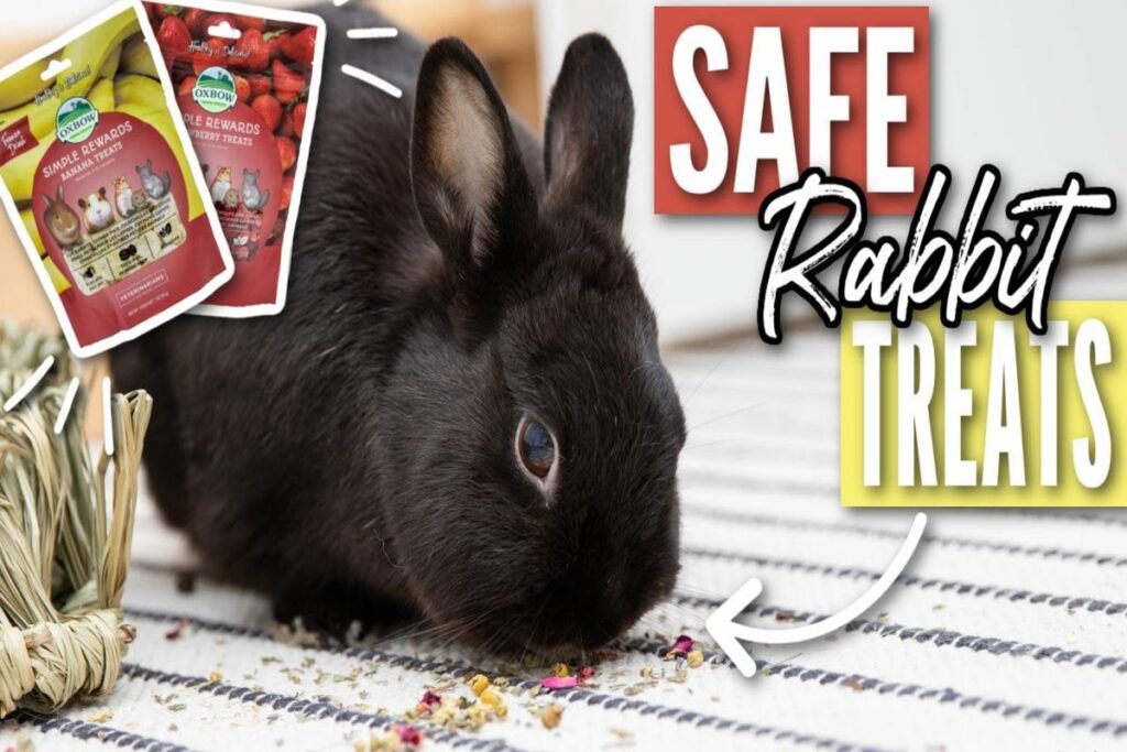 What Treats Are Safe For Rabbits?