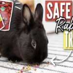 What Treats Are Safe For Rabbits?