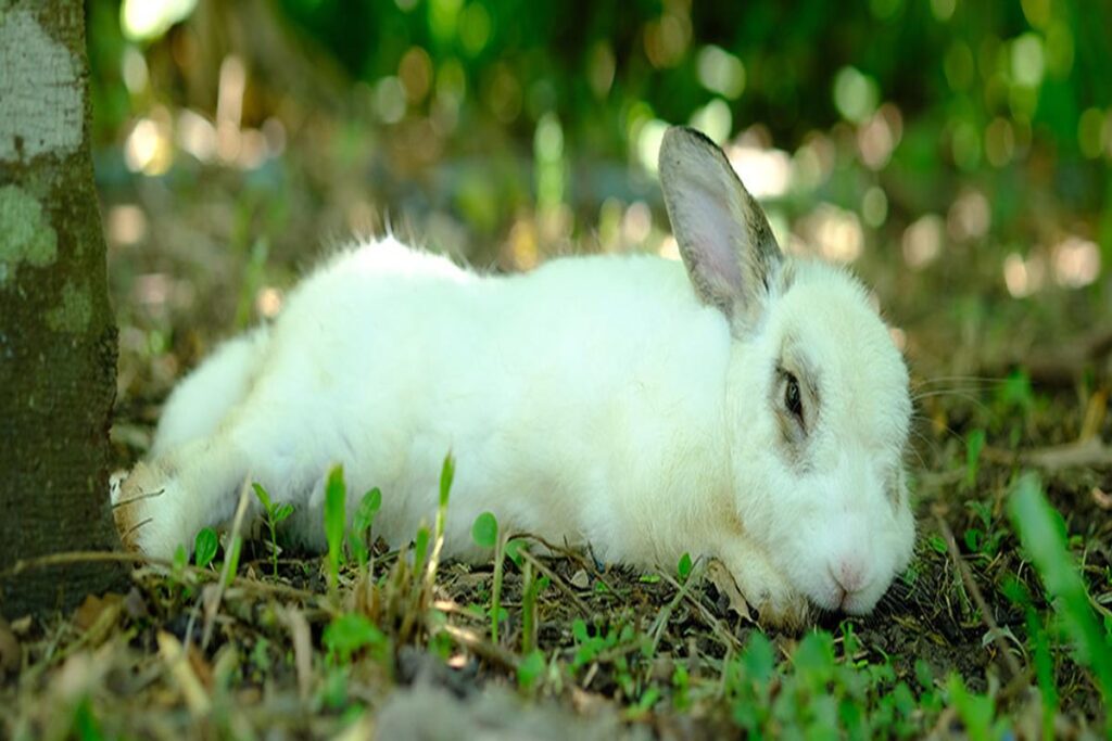 What To Do If A Rabbit Gets Heatstroke?