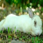 What To Do If A Rabbit Gets Heatstroke?