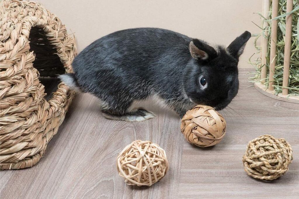 What Toys Are Safe For Rabbits?