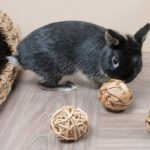 What Toys Are Safe For Rabbits?