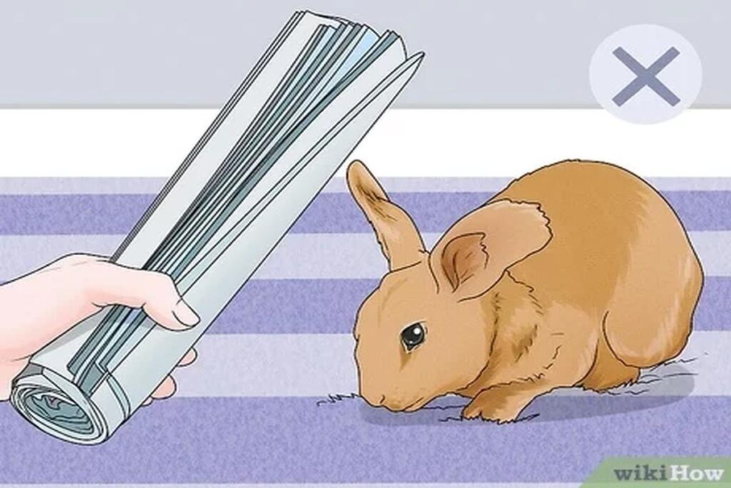 How To Stop A Rabbit From Biting?