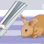 How To Stop A Rabbit From Biting?