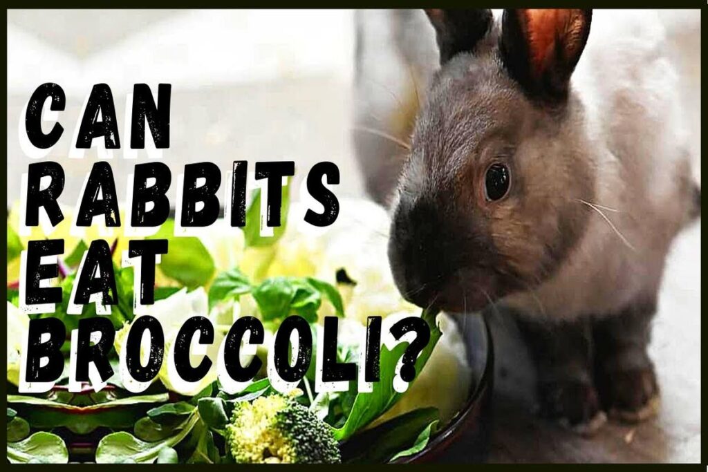 Can Rabbits Eat Broccoli?