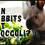 Can Rabbits Eat Broccoli?