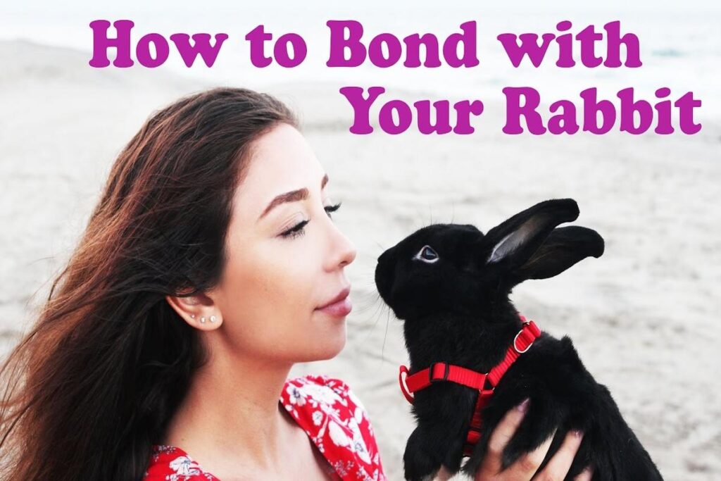 How To Bond With Your Rabbit?