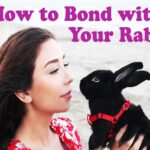 How To Bond With Your Rabbit?