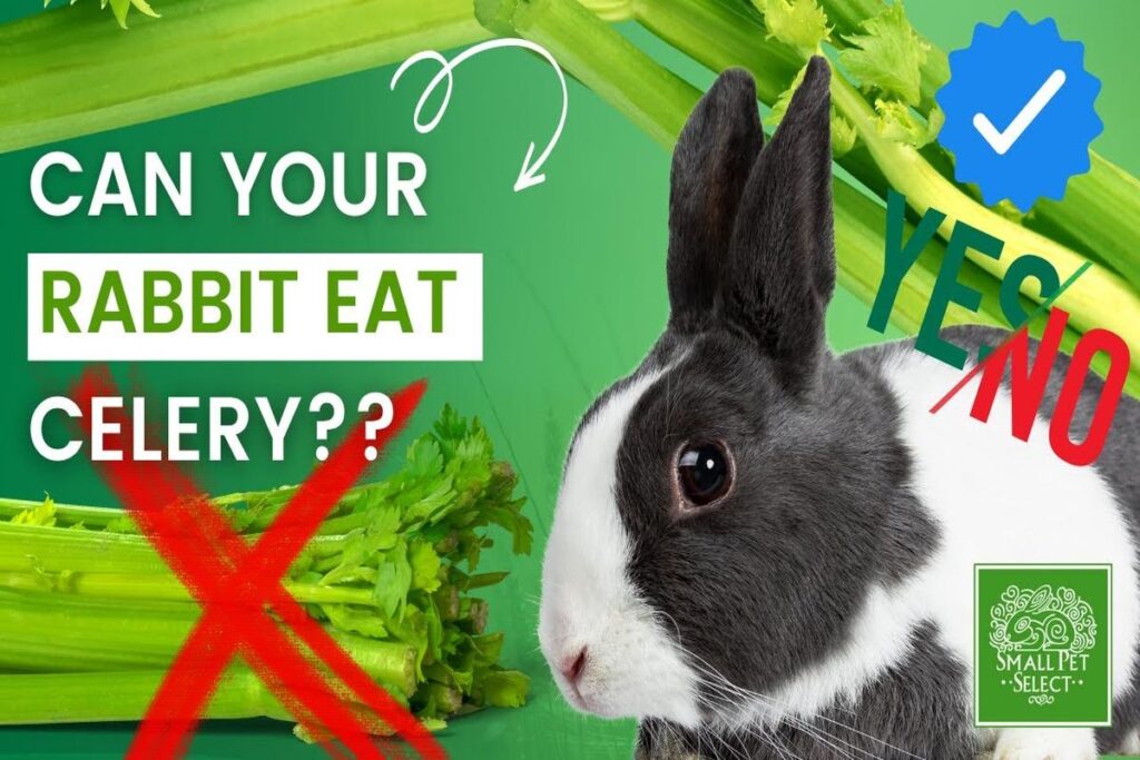 Can Rabbits Eat Celery?