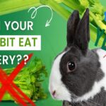 Can Rabbits Eat Celery?