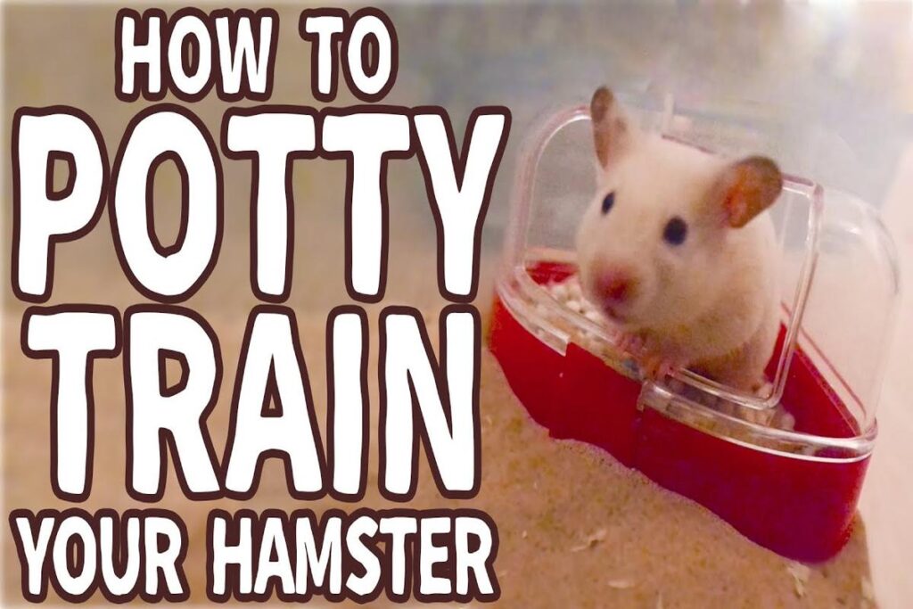 How To House Train A Hamster?