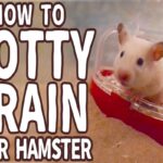 How To House Train A Hamster?