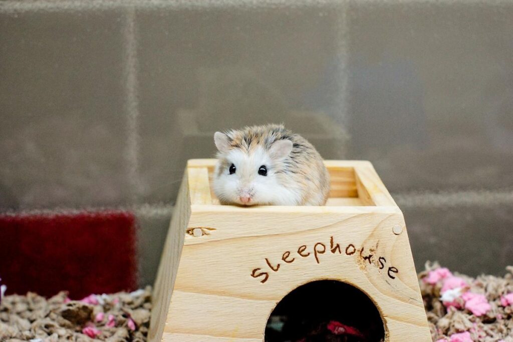 Where To Adopt A Hamster?