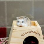 Where To Adopt A Hamster?