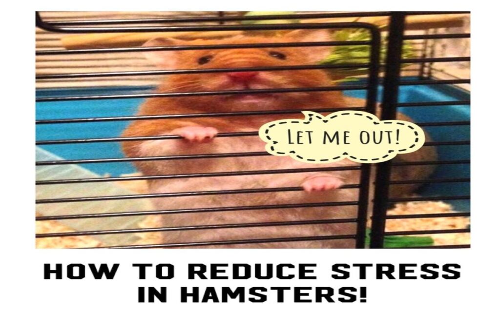 How To Help A Hamster With Stress?