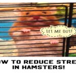 How To Help A Hamster With Stress?